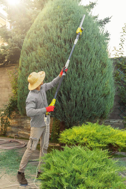 Best Tree Care Services  in Wrightwood, CA